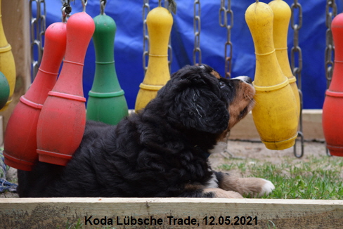 Koda Lübsche Trade, 12.05.2021