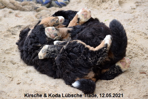 Kirsche & Koda Lübsche Trade, 12.05.2021