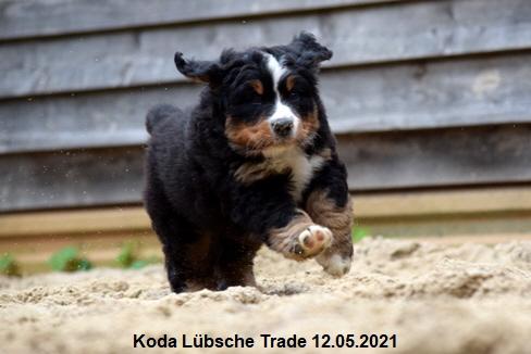 Koda Lübsche Trade 12.05.2021