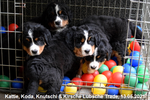 Kattie, Koda, Knutschi & Kirsche Lübsche Trade, 13.05.2021