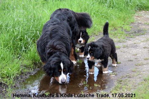 Hemma, Knutschi & Koda Lübsche Trade, 17.05.2021