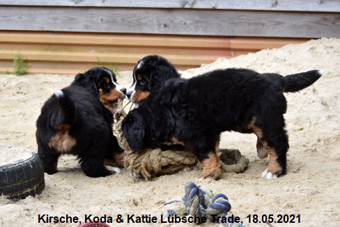 Kirsche, Koda & Kattie Lübsche Trade, 18.05.2021