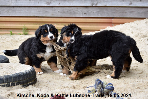 Kirsche, Koda & Kattie Lübsche Trade, 18.05.2021