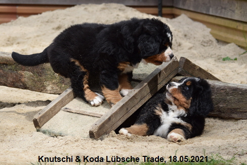 Knutschi & Koda Lübsche Trade, 18.05.2021