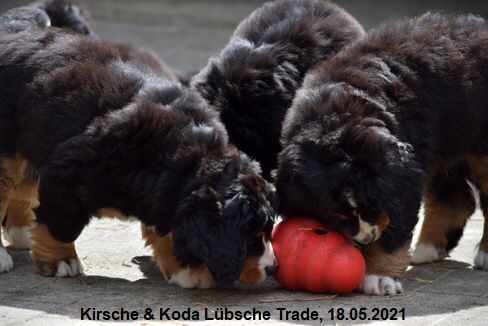 Kirsche & Koda Lübsche Trade, 18.05.2021