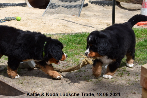 Kattie & Koda Lübsche Trade, 18.05.2021