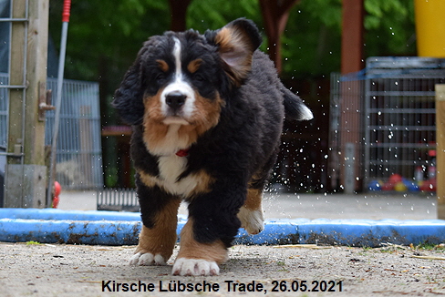 Kirsche Lbsche Trade, 26.05.2021