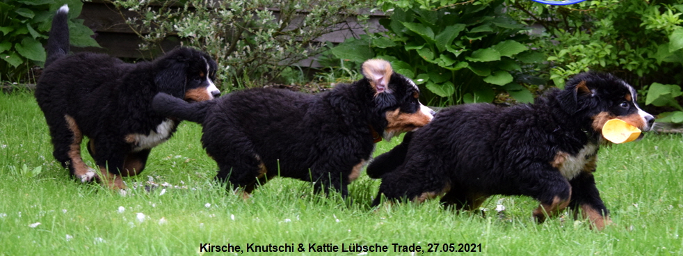 Kirsche, Knutschi & Kattie Lbsche Trade, 27.05.2021