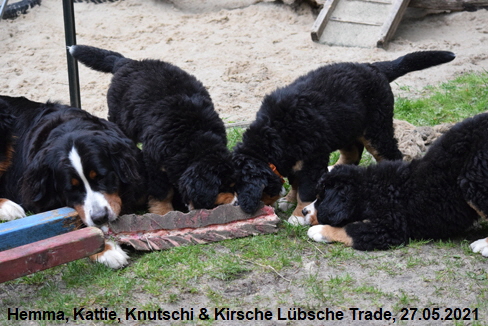 Hemma, Kattie, Knutschi & Kirsche Lbsche Trade, 27.05.2021