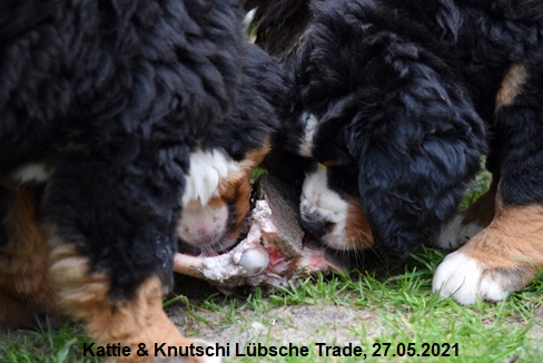 Kattie & Knutschi Lbsche Trade, 27.05.2021