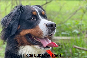 Idda Lübsche Trade