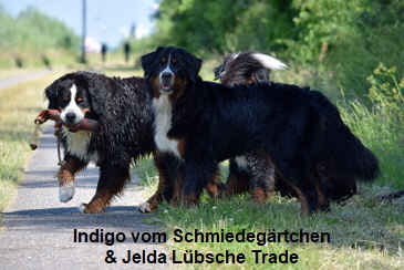 Indigo vom Schmiedegärtchen & Jelda Lübsche Trade