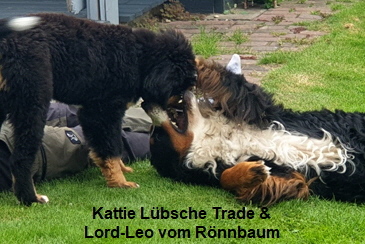 Kattie Lbsche Trade & Lord-Leo vom Rnnbaum