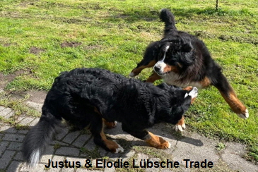 Justus & Elodie Lbsche Trade