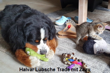 Halvar Lbsche Trade mit Zazu