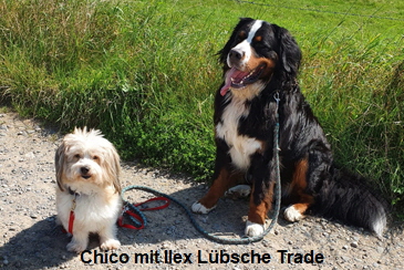 Chico mit Ilex Lbsche Trade