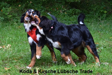 Koda & Kirsche Lbsche Trade