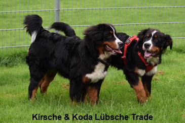 Kirsche & Koda Lbsche Trade