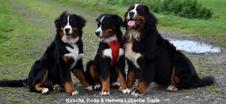 Kirsche, Koda & Hemma Lbsche Trade