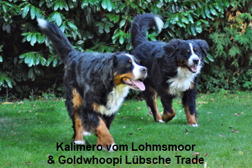 Kalimero vom Lohmsmoor & Goldwhoopi Lbsche Trade