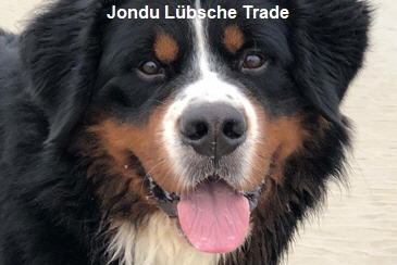 Jondu Lübsche Trade