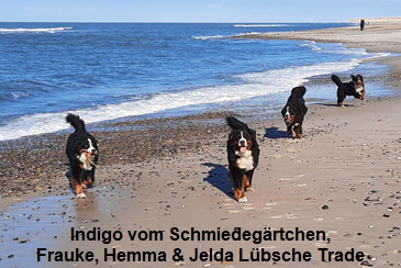 Indigo vom Schmiedegärtchen, Frauke, Hemma & Jelda Lübsche Trade