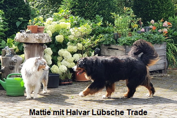Mattie mit Halvar Lübsche Trade