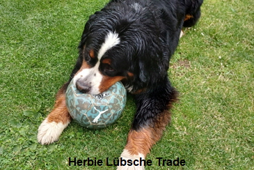 Herbie Lübsche Trade
