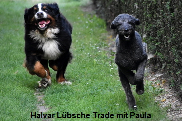 Halvar Lübsche Trade mit Paula