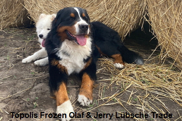 Topolis Frozen Olaf & Jerry Lübsche Trade