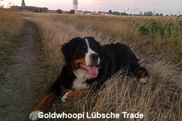 Goldwhoopi Lübsche Trade