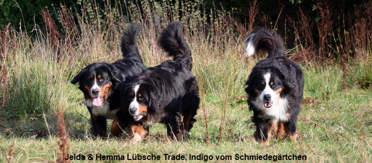 Jelda & Hemma Lübsche Trade, Indigo vom Schmiedegärtchen