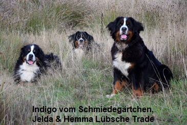Indigo vom Schmiedegärtchen, Jelda & Hemma Lübsche Trade