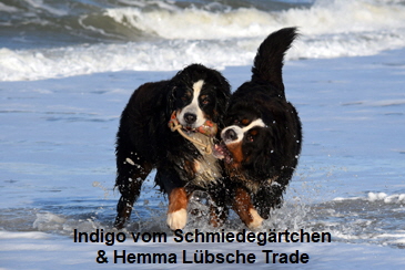 Indigo vom Schmiedegärtchen & Hemma Lübsche Trade
