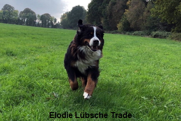 Elodie Lübsche Trade