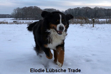 Elodie Lübsche Trade