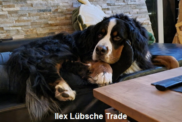 Ilex Lübsche Trade