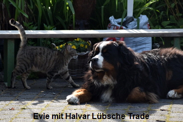 Evie mit Halvar Lbsche Trade