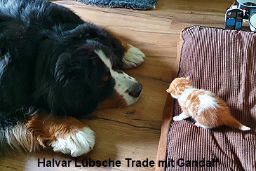 Halvar Lbsche Trade mit Gandalf