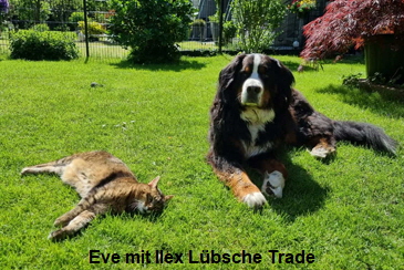 Eve mit Ilex Lbsche Trade