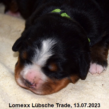 Lomexx Lbsche Trade, 13.07.2023