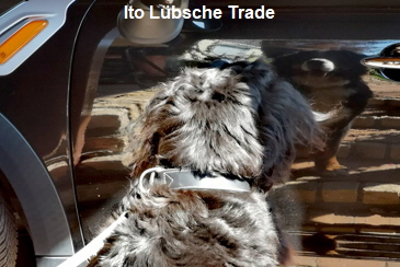 Ito Lübsche Trade