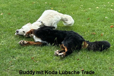 Buddy mit Koda Lübsche Trade