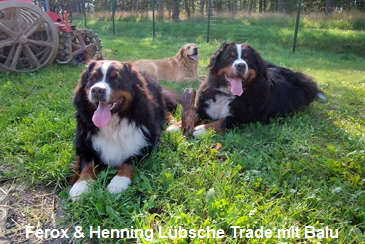 Ferox & Henning Lübsche Trade mit Balu