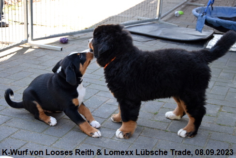 K-Wurf von Looses Reith & Lomexx Lübsche Trade, 08.09.2023