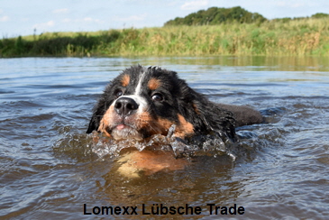 Lomexx Lbsche Trade