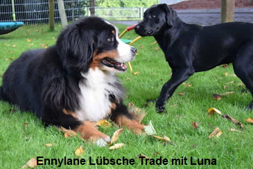 Ennylane Lbsche Trade mit Luna