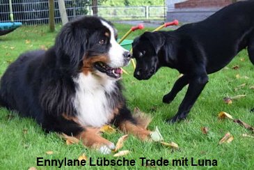 Ennylane Lbsche Trade mit Luna