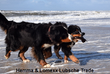 Hemma & Lomexx Lübsche Trade
