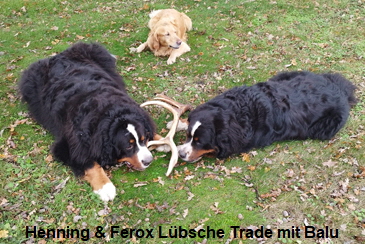 Henning & Ferox Lübsche Trade mit Balu